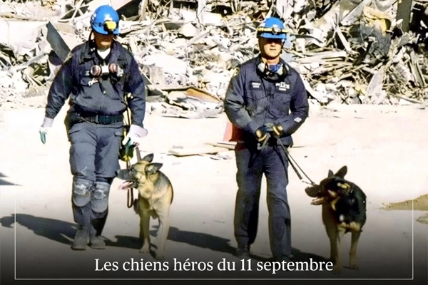 Les chiens héros du 11 septembre 2001 : leur courage à Ground Zero