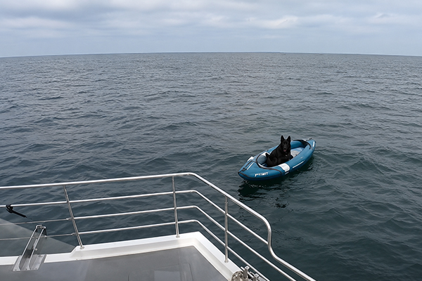 Sauvetage spectaculaire d'un berger allemand perdu en mer