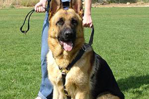 Le choix du harnais pour un berger allemand