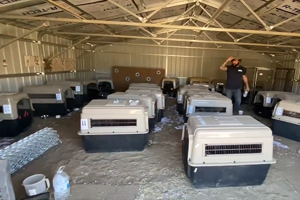 Un Maître-Chien sauve 35 bergers allemands d'Ukraine