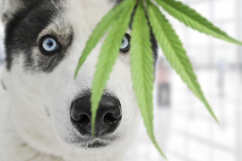 L'huile de chanvre pour les chiens oui, mais pas n'importe laquelle.