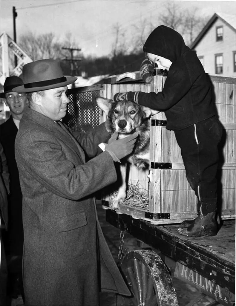 CHIPS chien de guerre de retour dans sa famille, 1945