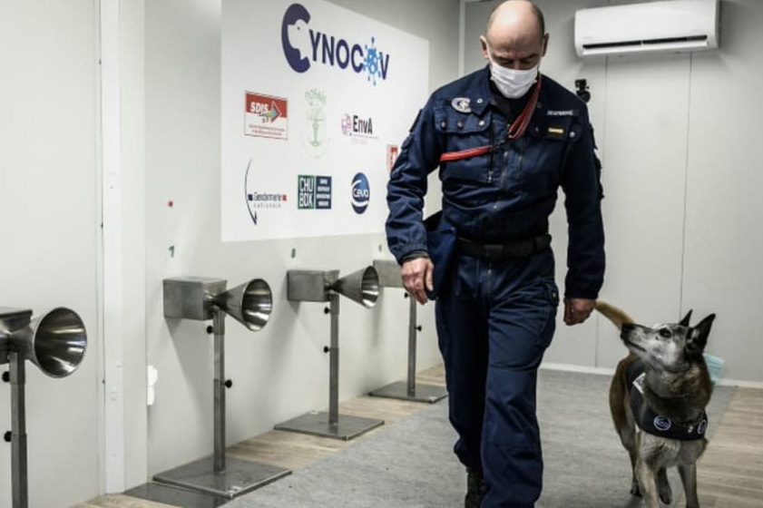 Des chiens formés pour traquer le Covid avec la sueur humaine