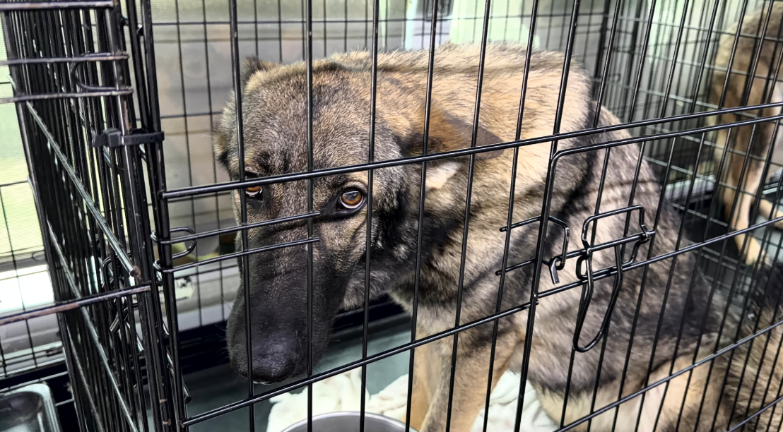 Giant German Shepherd Ranch