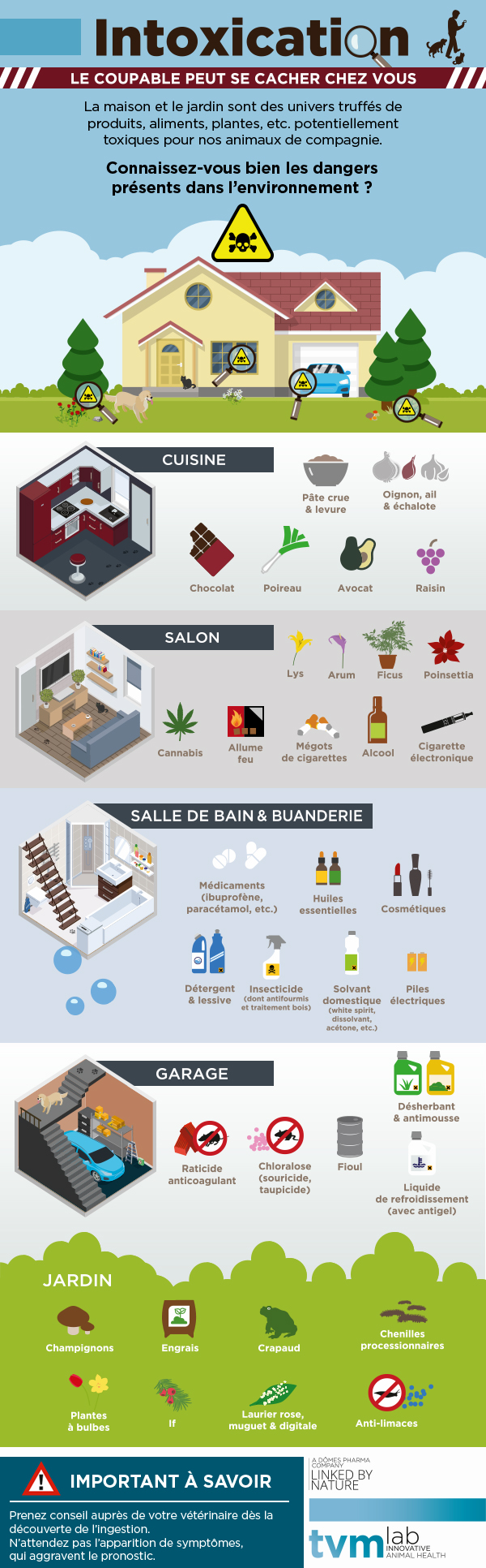 Infographie intoxication chien