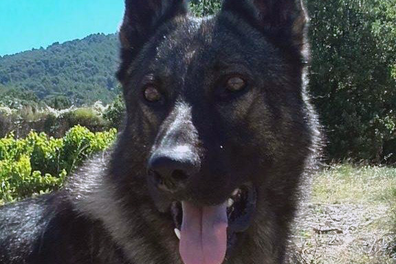 Le chien gendarme JOE sauve une octogénaire disparue.