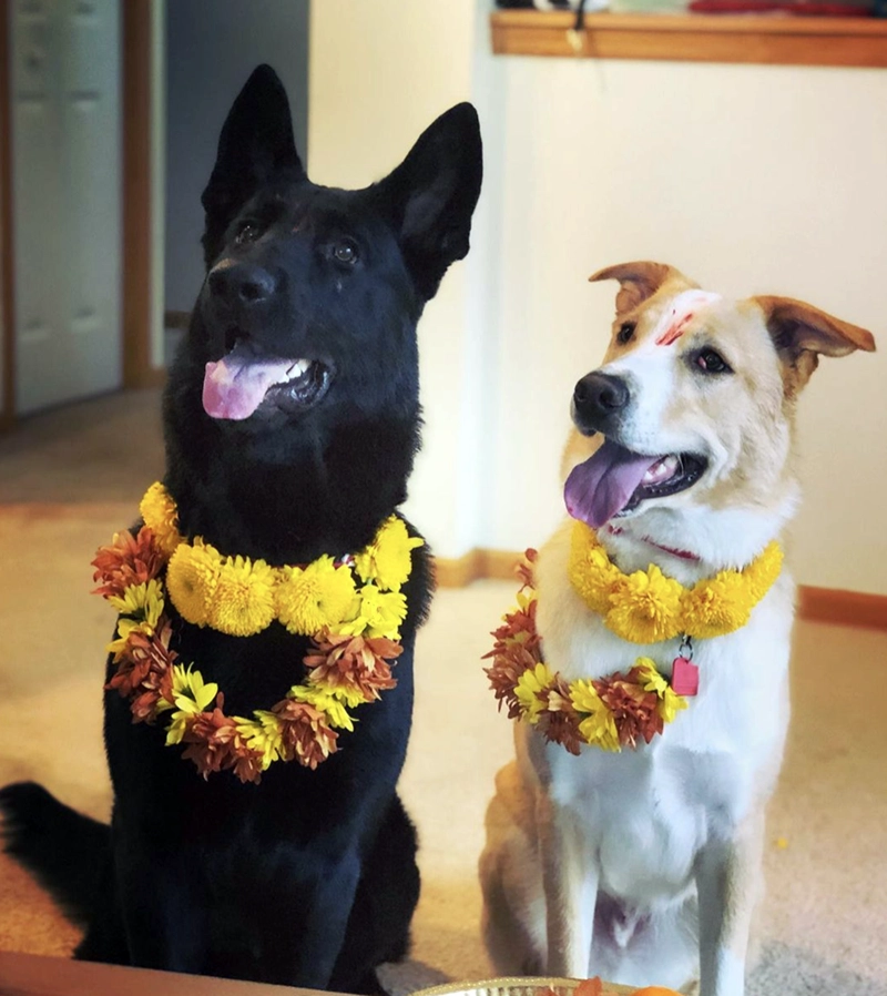 Kukur Tihar : Le jour où les chiens sont rois et divinités au Népal