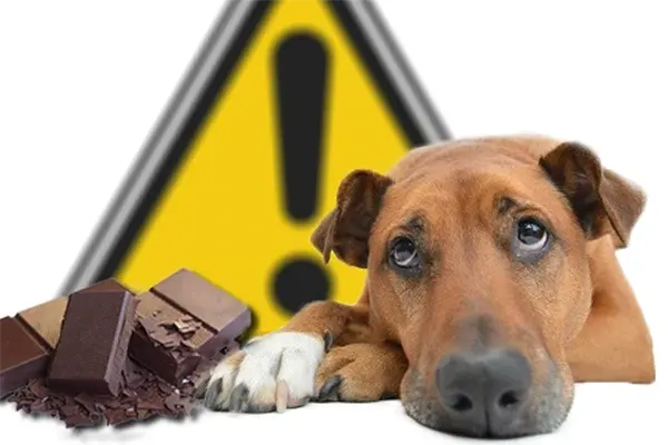 Chocolat un danger mortel !