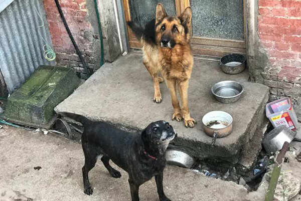 Actes de maltraitance à Gamaches (80), le berger allemand est décédé.