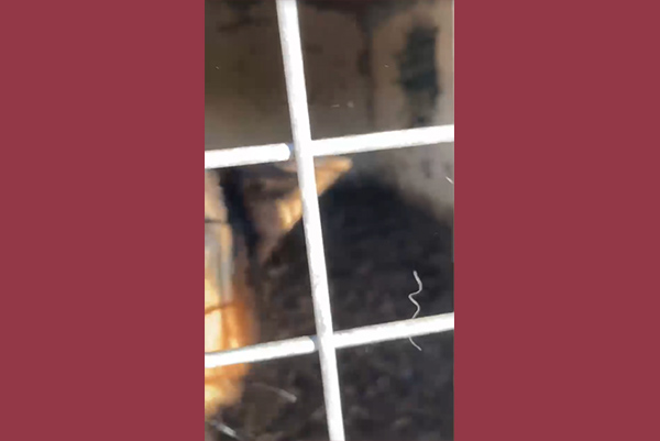 Maltraitance Talmont saint Hilaire 85