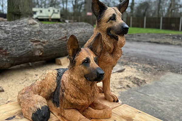 L'incroyable métamorphose : Un Berger Allemand surgit d'un tronc d'arbre