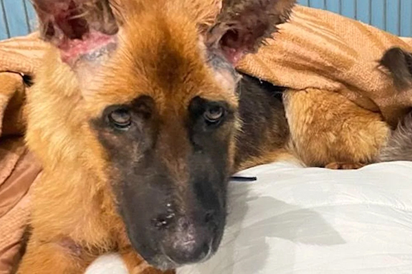 Le calvaire de Niagara  Montigny-en-Gohelle