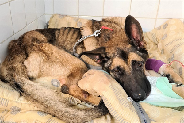 Actes ignobles de maltraitance à Abbeville (80)