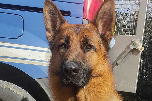 Lâchement abandonné Rocky devient chien gendarme.