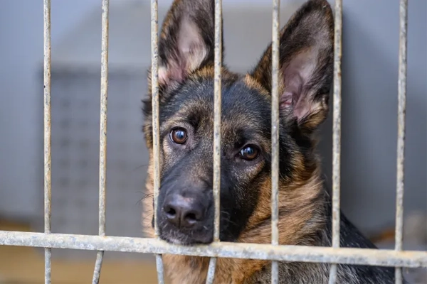 2025 : la fidélité des bergers allemands toujours trahie