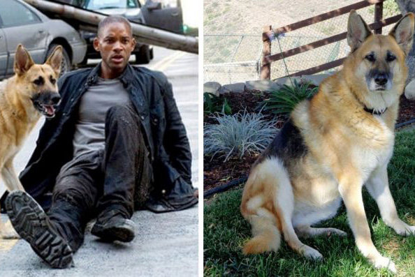 Sam de "Je suis une légende" profite de sa retraite