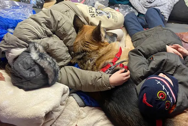 Témoignage d'une famille ukrainienne fuyant la guerre avec ses chiens.