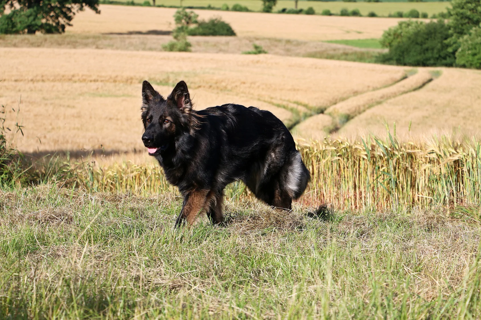 altdeutscher schaferhund berger allemand