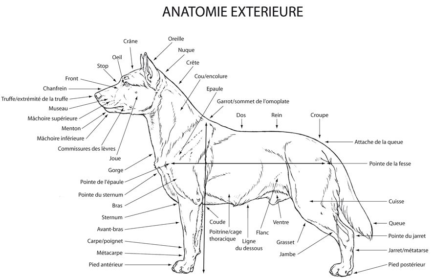 anatomie du chien