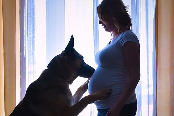 Argento le berger allemand attend l'arrivée du bébé humain.