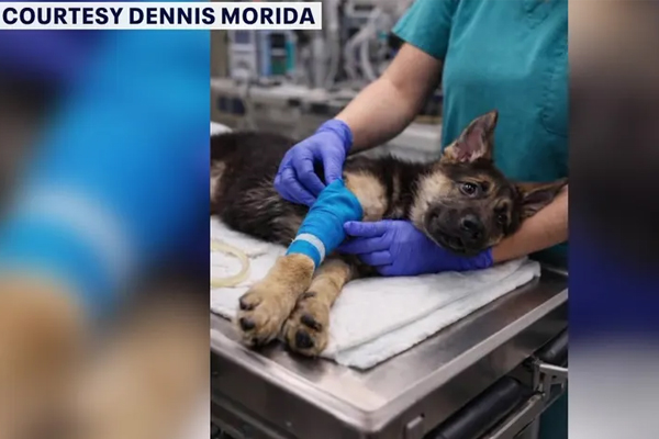 Chiens perdus : une nouvelle escroquerie utilisant des images générées par IA