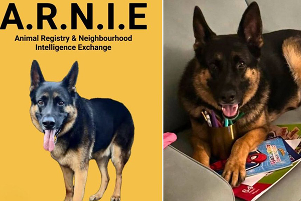 Mort d’Arnie, berger allemand volé : une tragédie qui mobilise toute une communauté à Brisbane