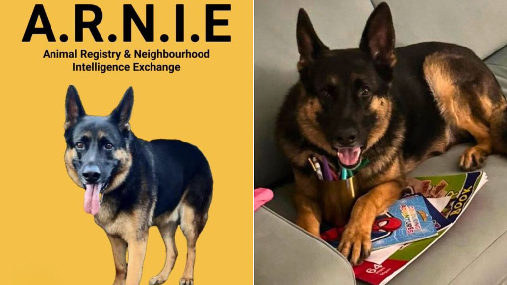 Mort d’Arnie, berger allemand volé : une tragédie qui mobilise toute une communauté à Brisbane