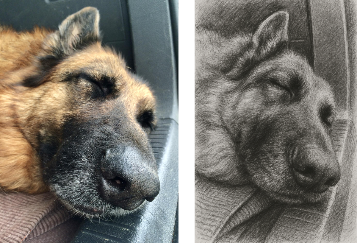 dessin de berger allemand généré par l'intelligence artificielle d'après photo