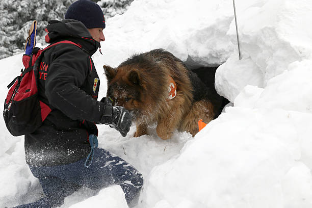 article chien avalanche 03