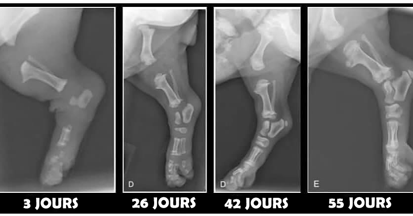 articulations du chiot