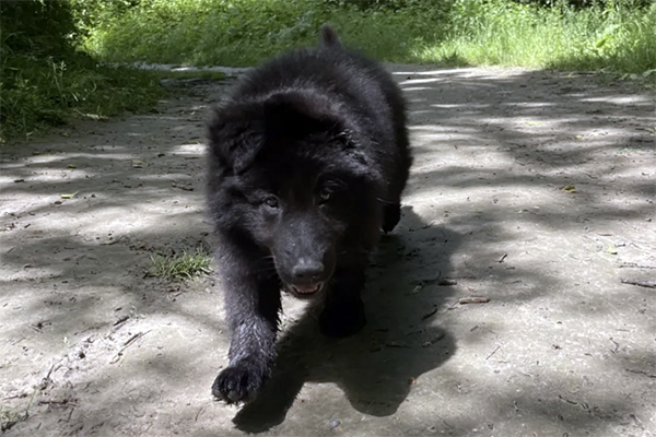 Vol de chiot en plein centre de Lyon : appel à témoins pour le chiot femelle berger allemand Ashra