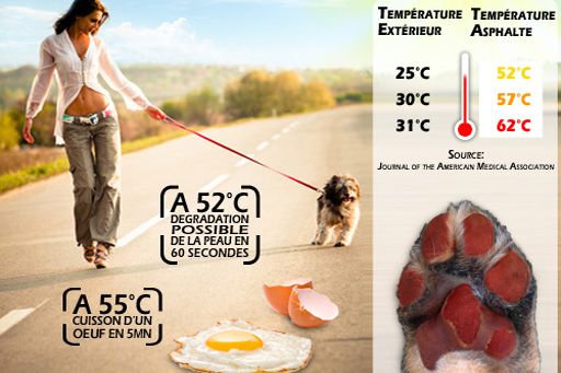 Chaleur estivale et asphalte, danger pour les chiens!