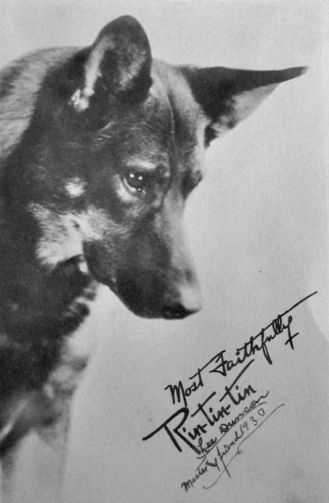 autographe de rintintin