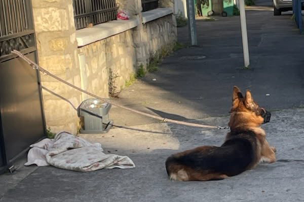 Du trottoir de l’abandon aux rivages de la liberté : la renaissance d’un Berger Allemand