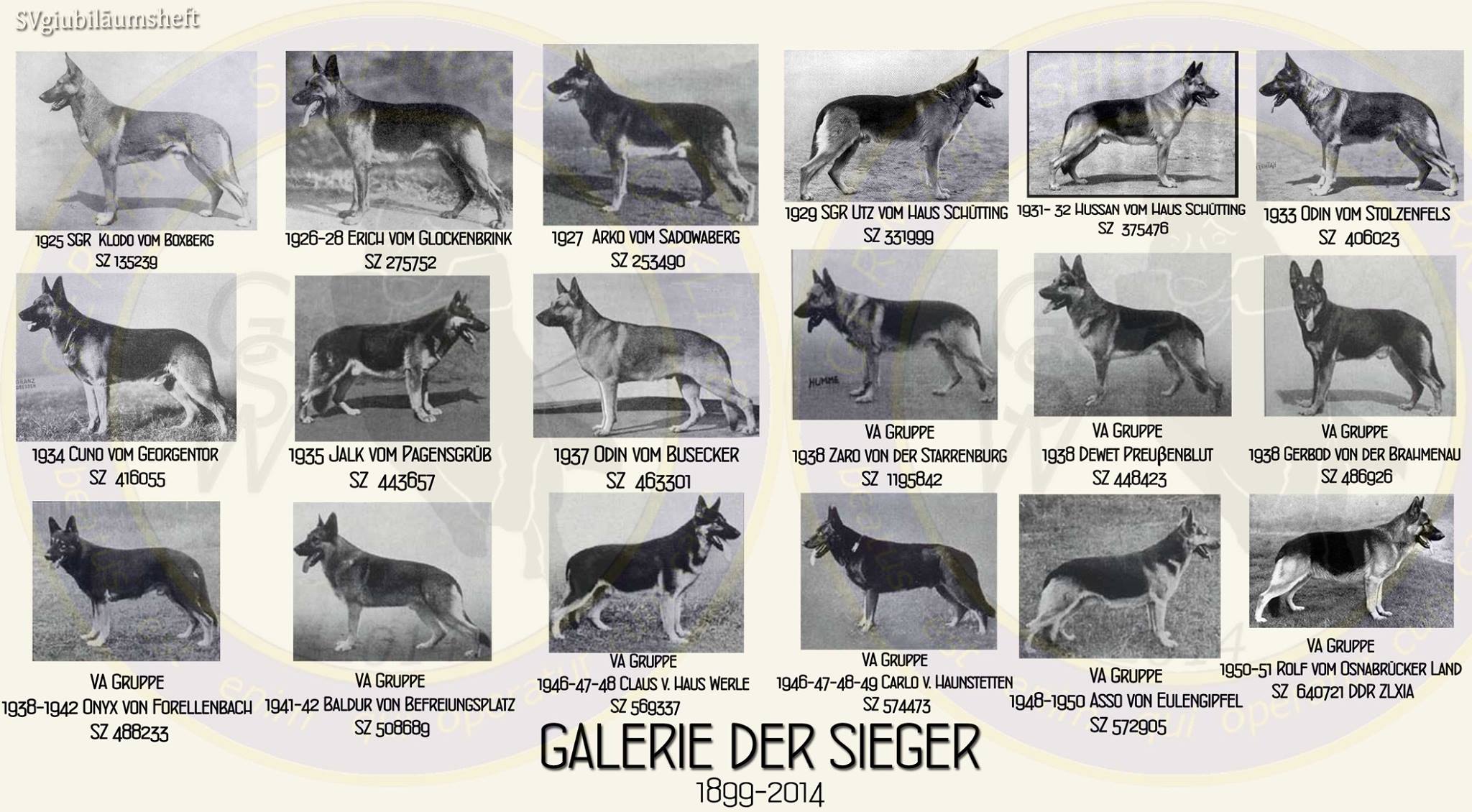 Galerie photos des champions Berger Allemand 1925-1950