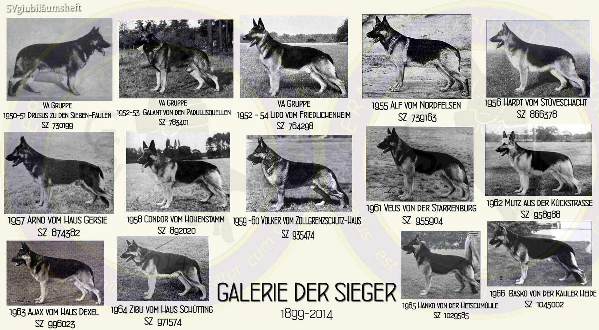 Galerie photos des champions Berger Allemand 1951-1966