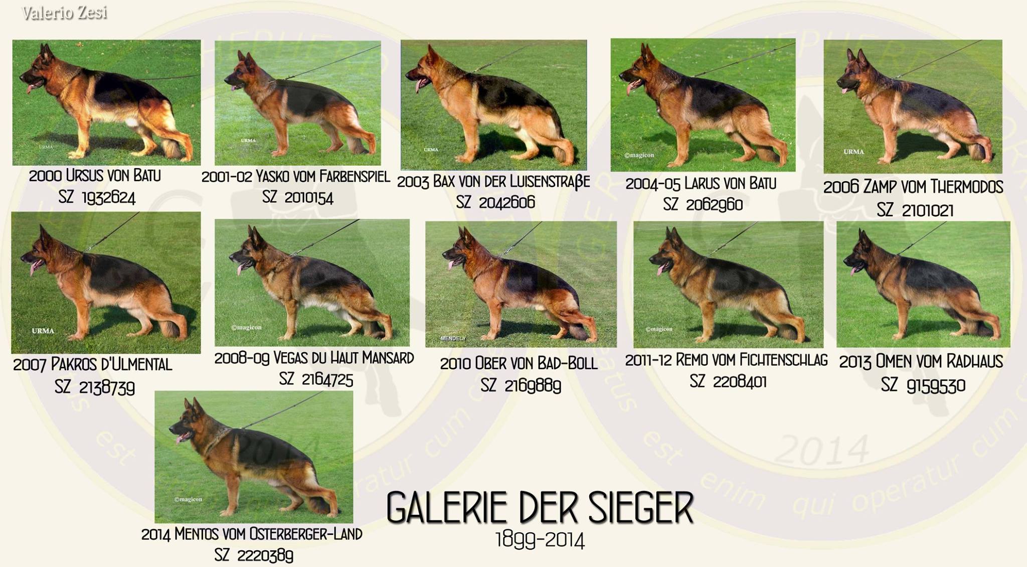 Galerie photos des champions Berger Allemand 2000-2014