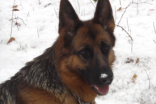 Automne, hiver : le Berger Allemand n’attend pas le soleil !