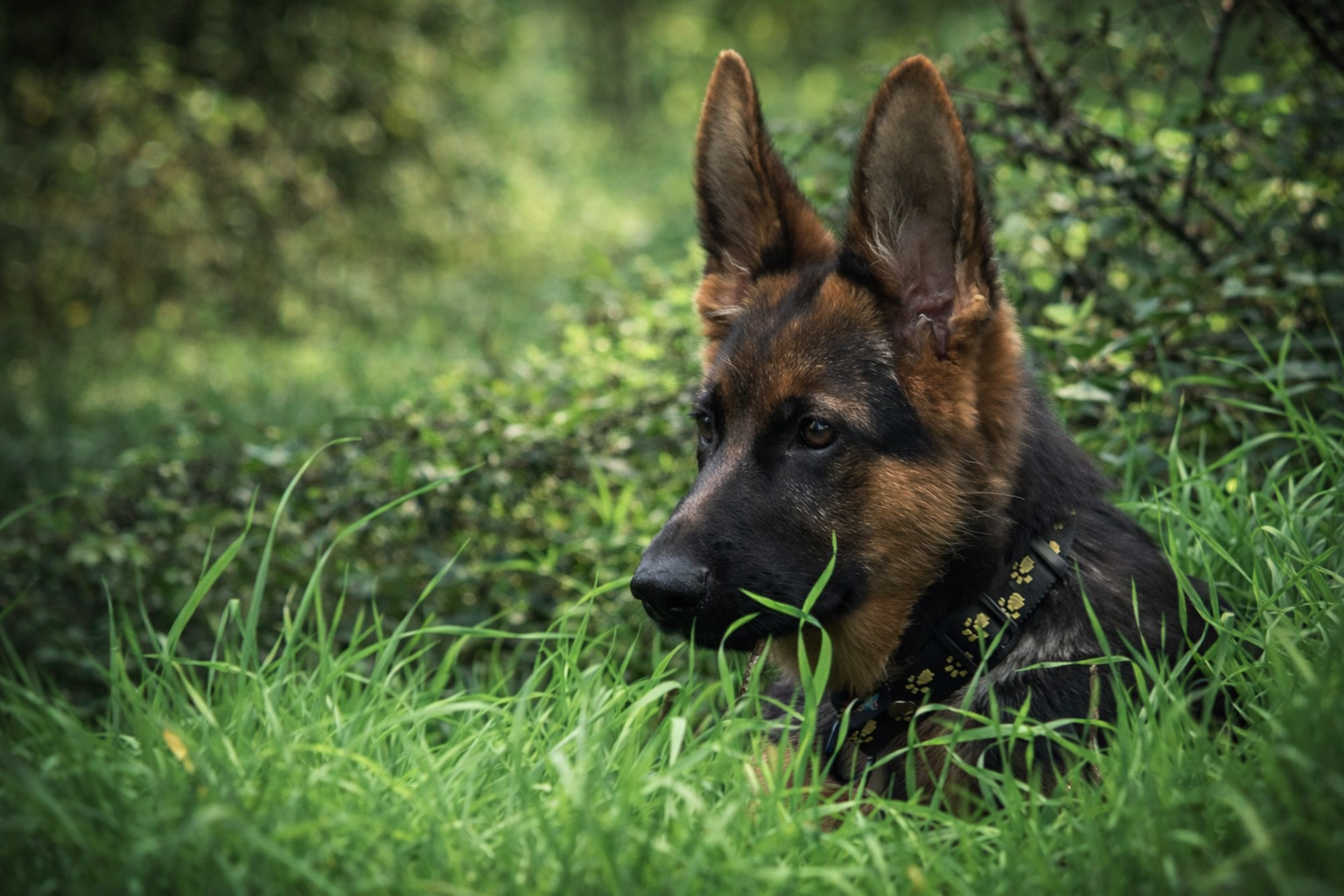 chiot berger allemand bois vincennes bahia chiot berger allemand 2007 vincennes