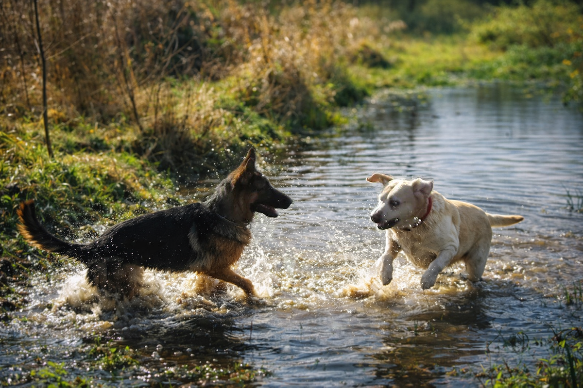 berger allemand et labrador qui jouent dans l'eau bahia roxane chien berger allemand et chien labrador