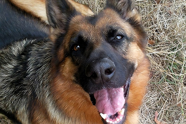 Hommage à ma chienne Bahia