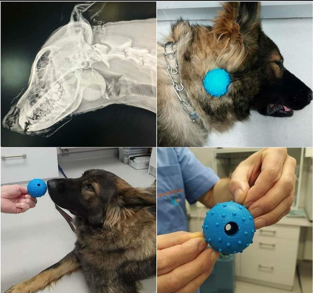 dog ball