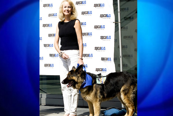 Bear le Berger allemand décoré du titre de Chien Héros National