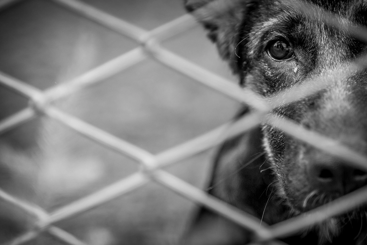 La SPA lance un cri d’alarme : les refuges animaliers au bord de la saturation