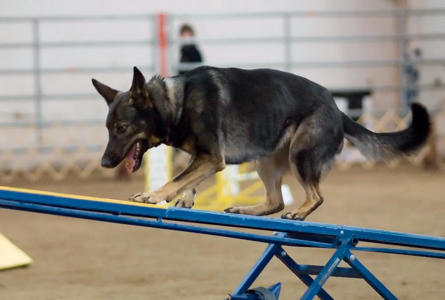 berger allemand agility 2