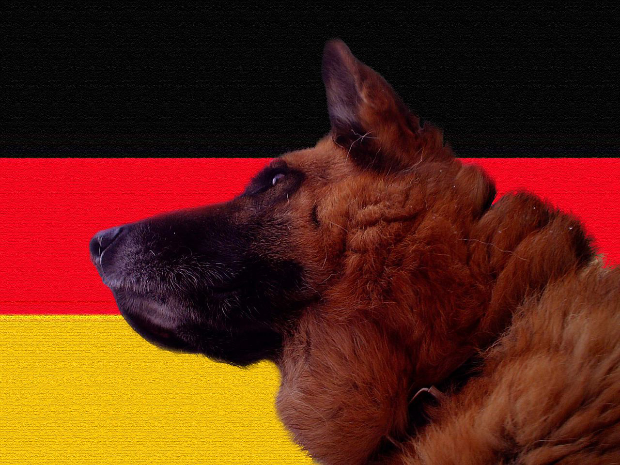 berger allemand allemagne
