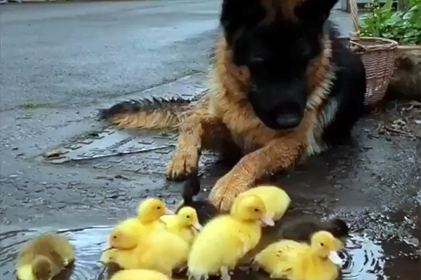 Berger allemand et canetons