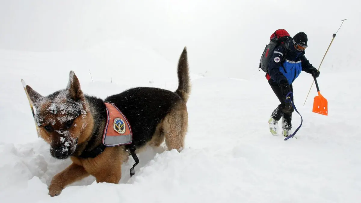 berger allemand chien avalanche pghm