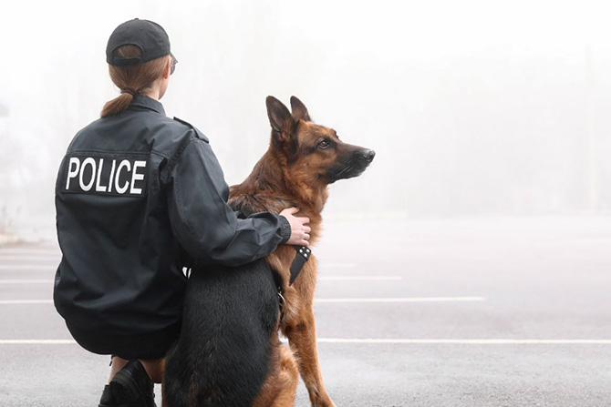 Berger allemand chiens policiers
