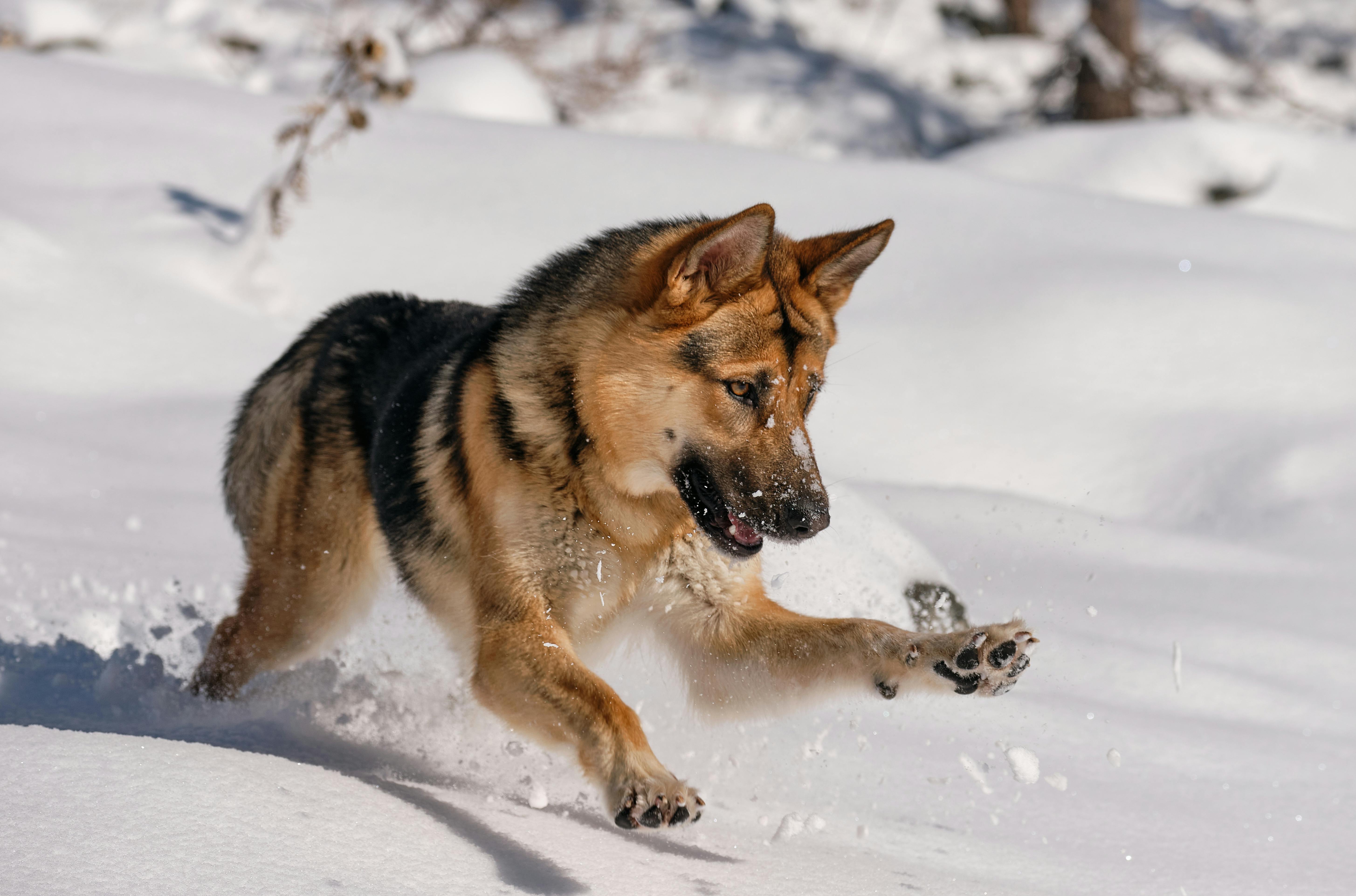 berger allemand court dans la neige
